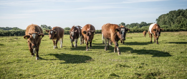 Biologische vleespakketten erfgoed Bossem - Afbeelding 6